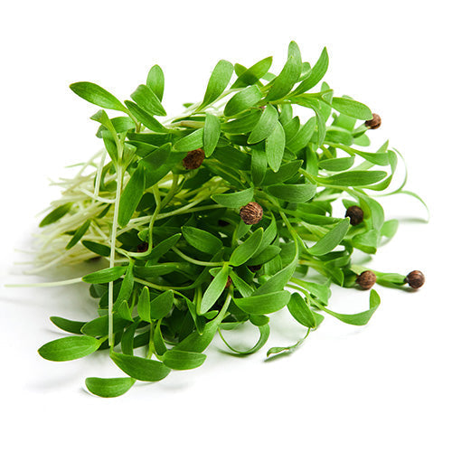 A bunch of sprouted coriander seeds against a white background.