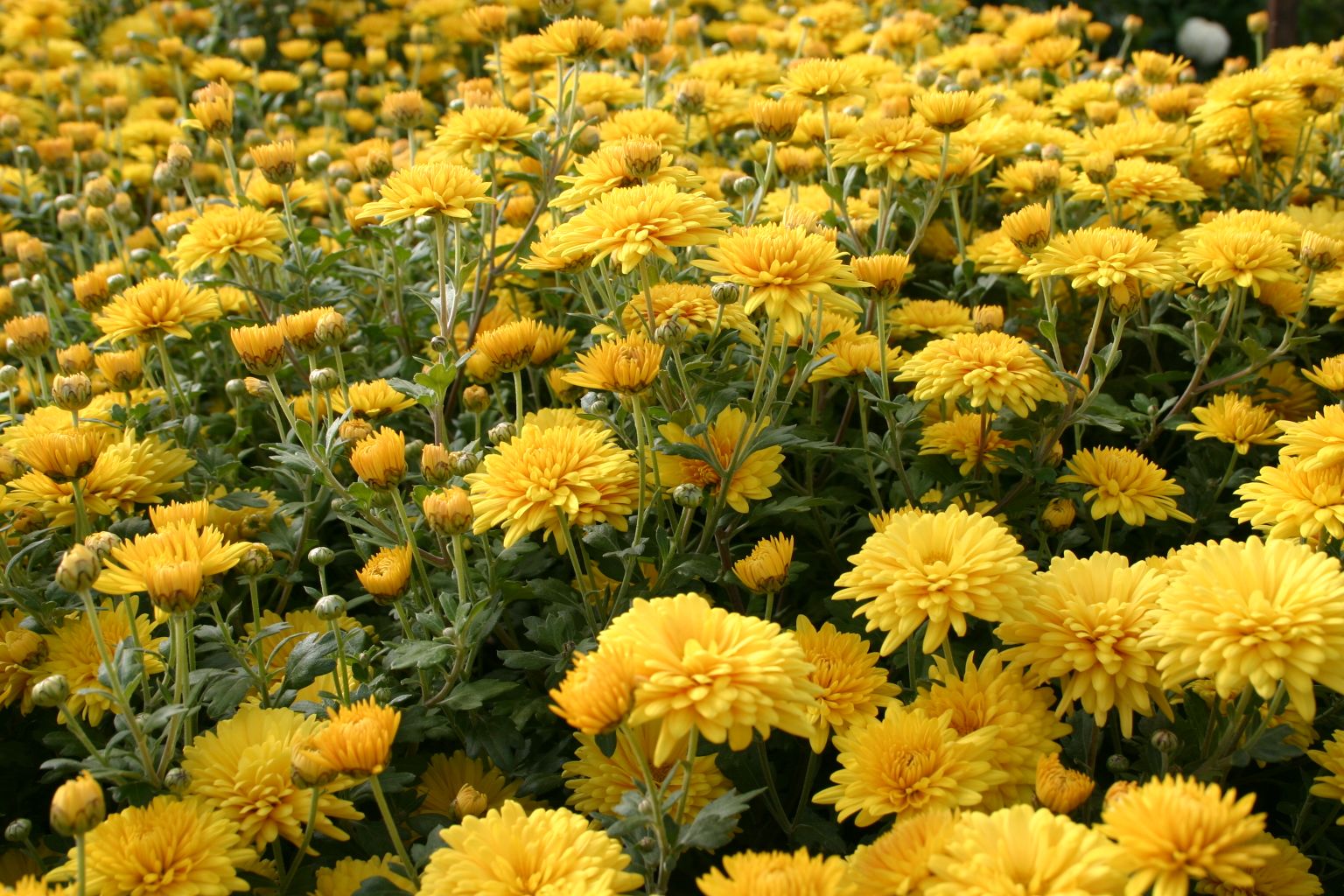The Fothergill's Introduction to Chrysanthemums