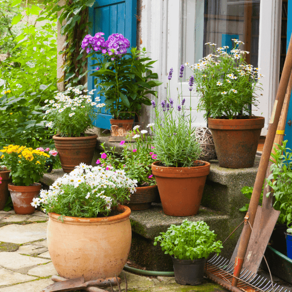 What to Plant in June in the UK