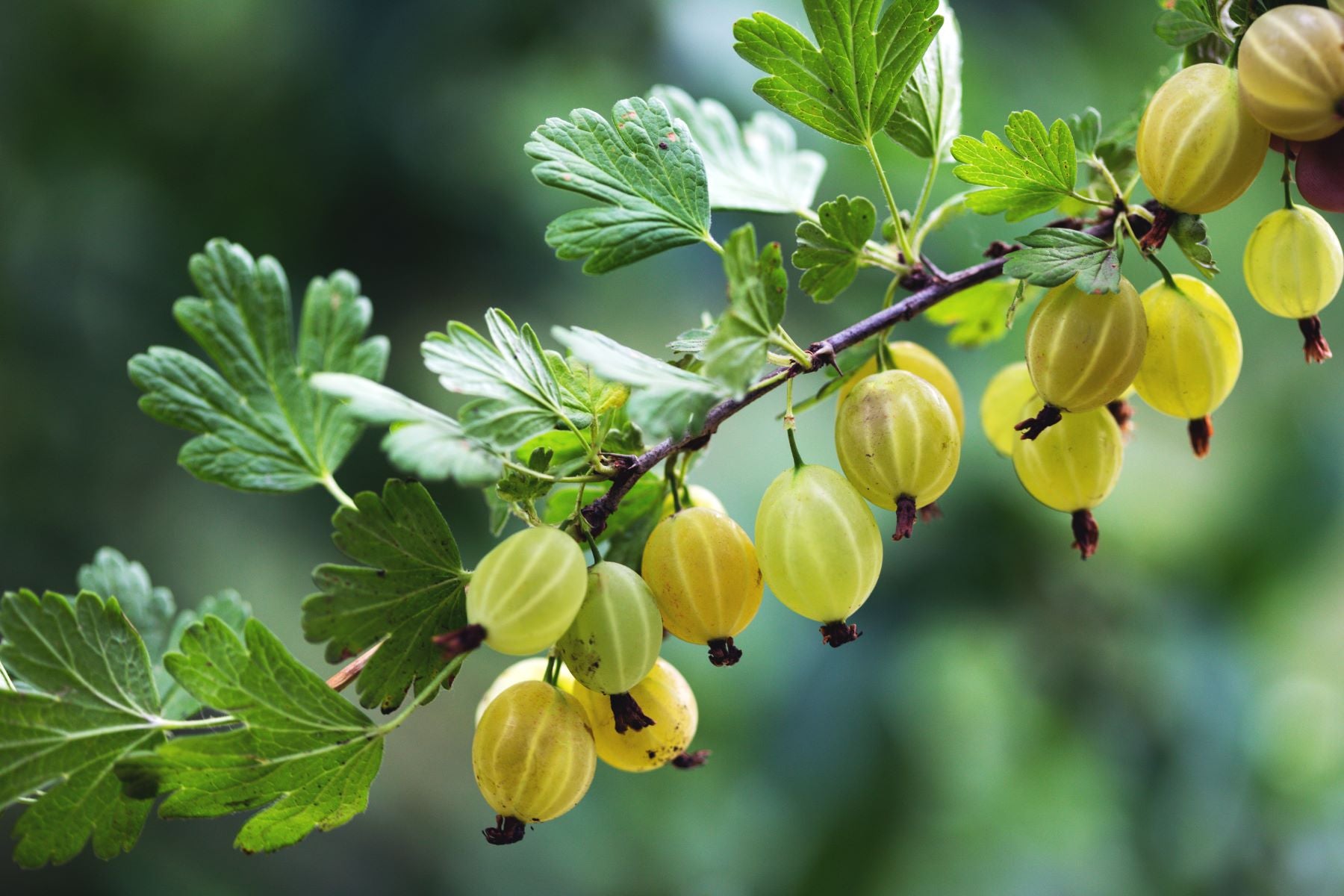 How to Grow Gooseberries & Currants