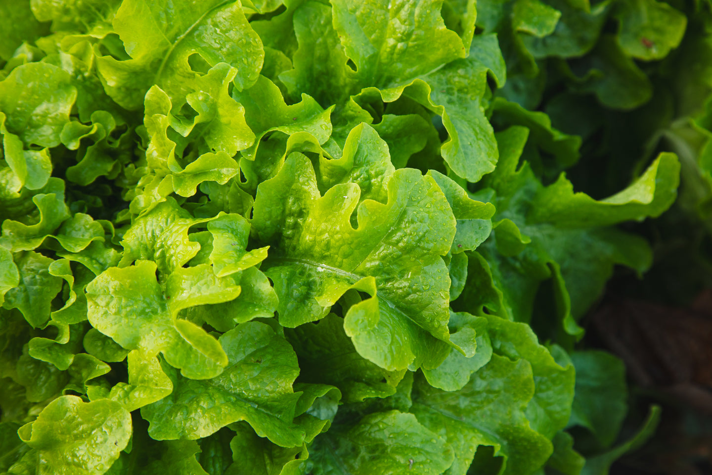 Grow Your Own Smoky, Spicy Summer Salad Bowl for Match Day