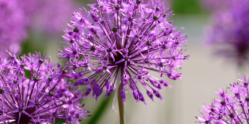 How to grow Alliums