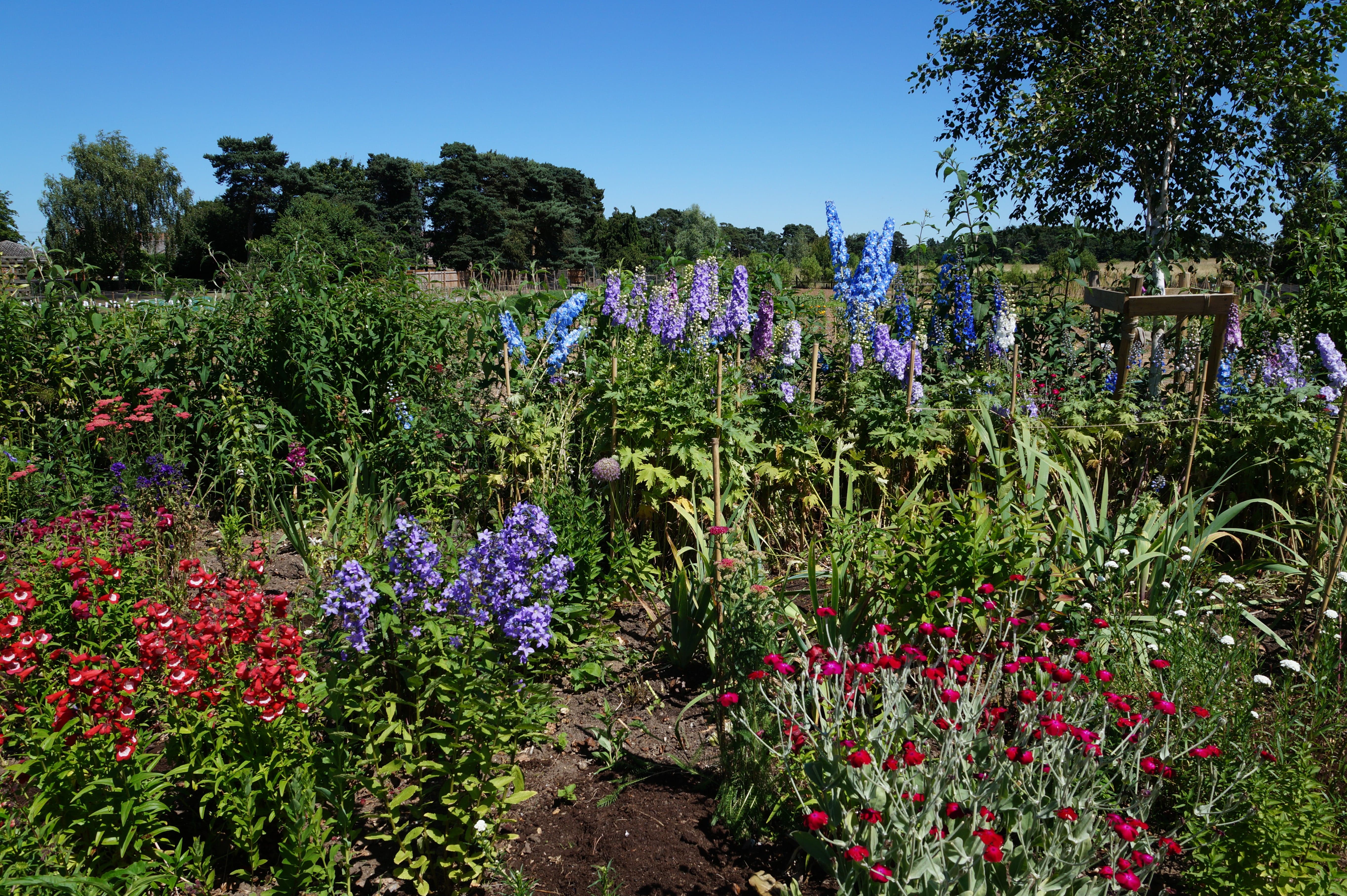 Creating a Wildflower Meadow in Your Garden