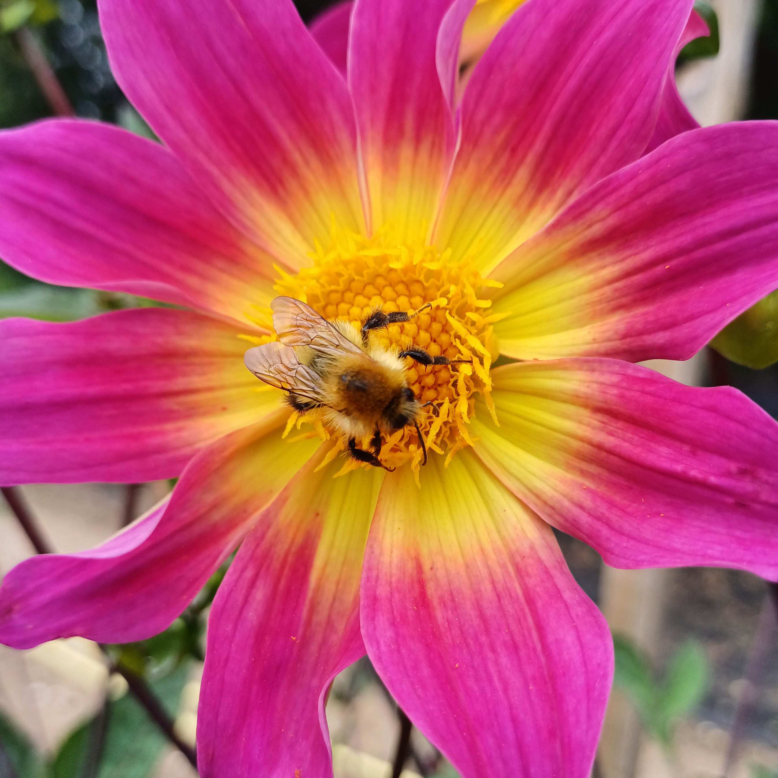 Best Annuals For Attracting Pollinators