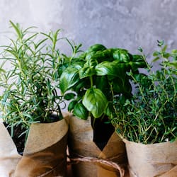 Spicing Up Your Windowsill: How to Grow a Windowsill Herb Garden
