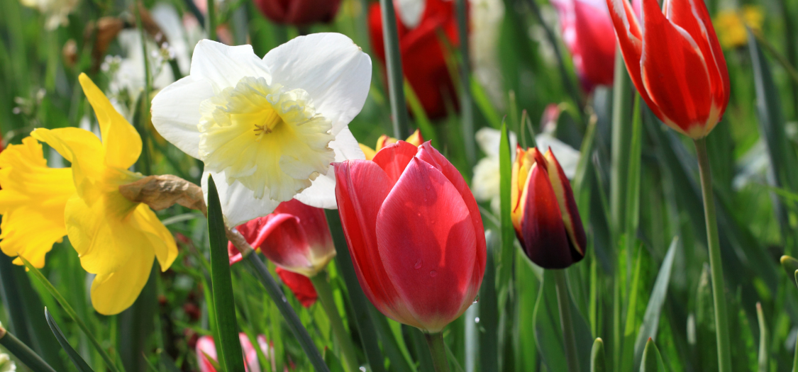 How To Plant A Bulb Lasagne