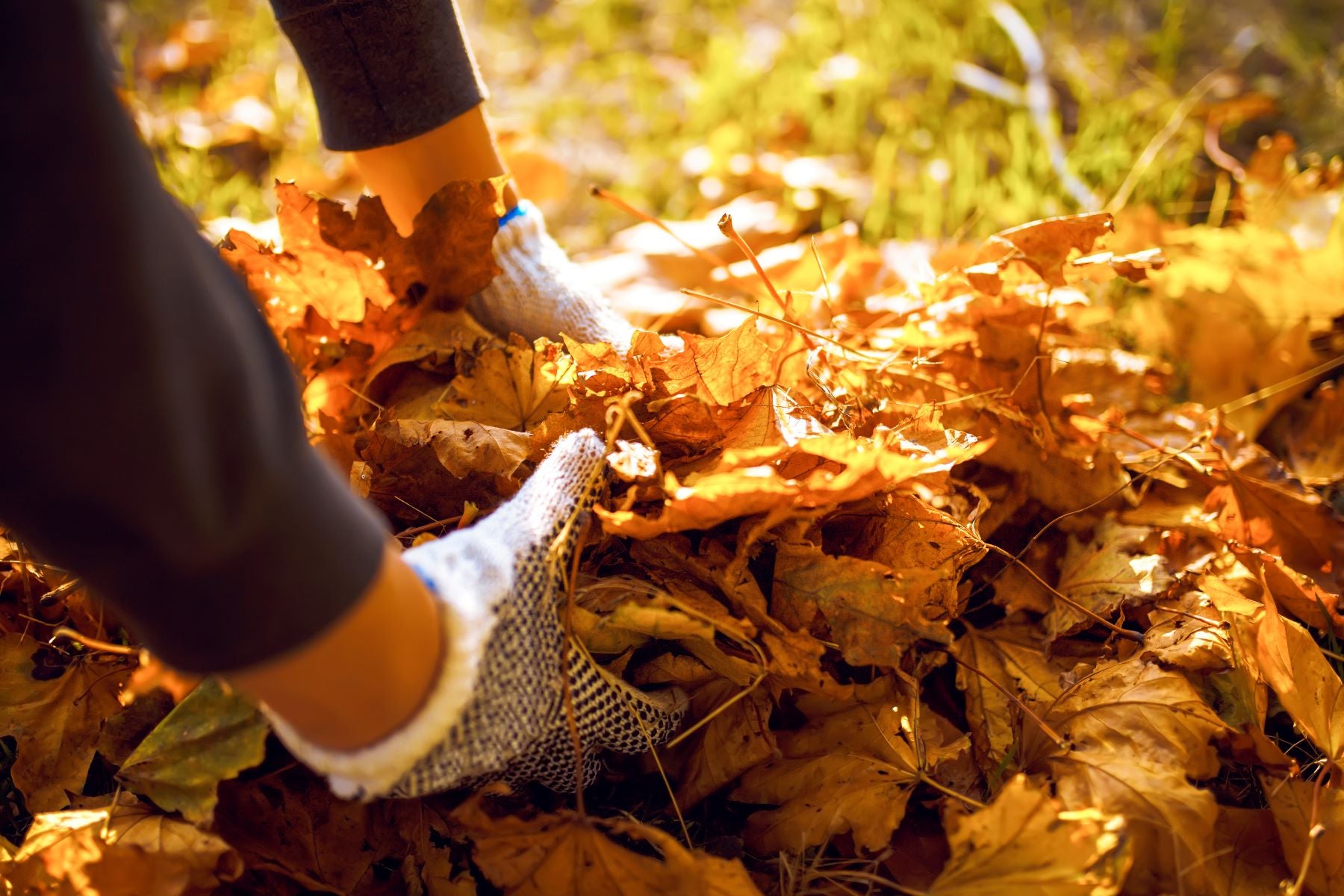 October Jobs In The Garden