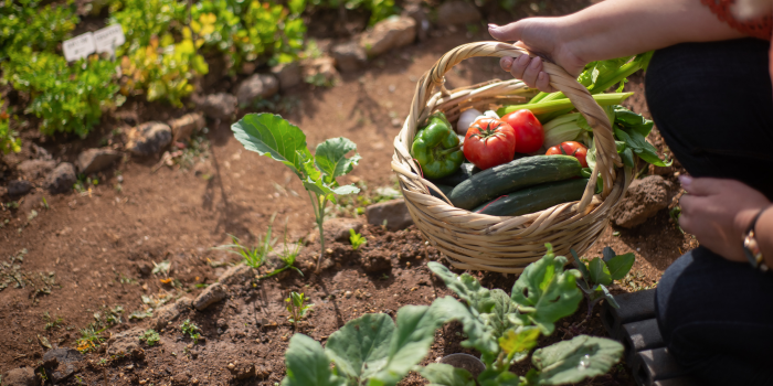 What to do in the garden - September