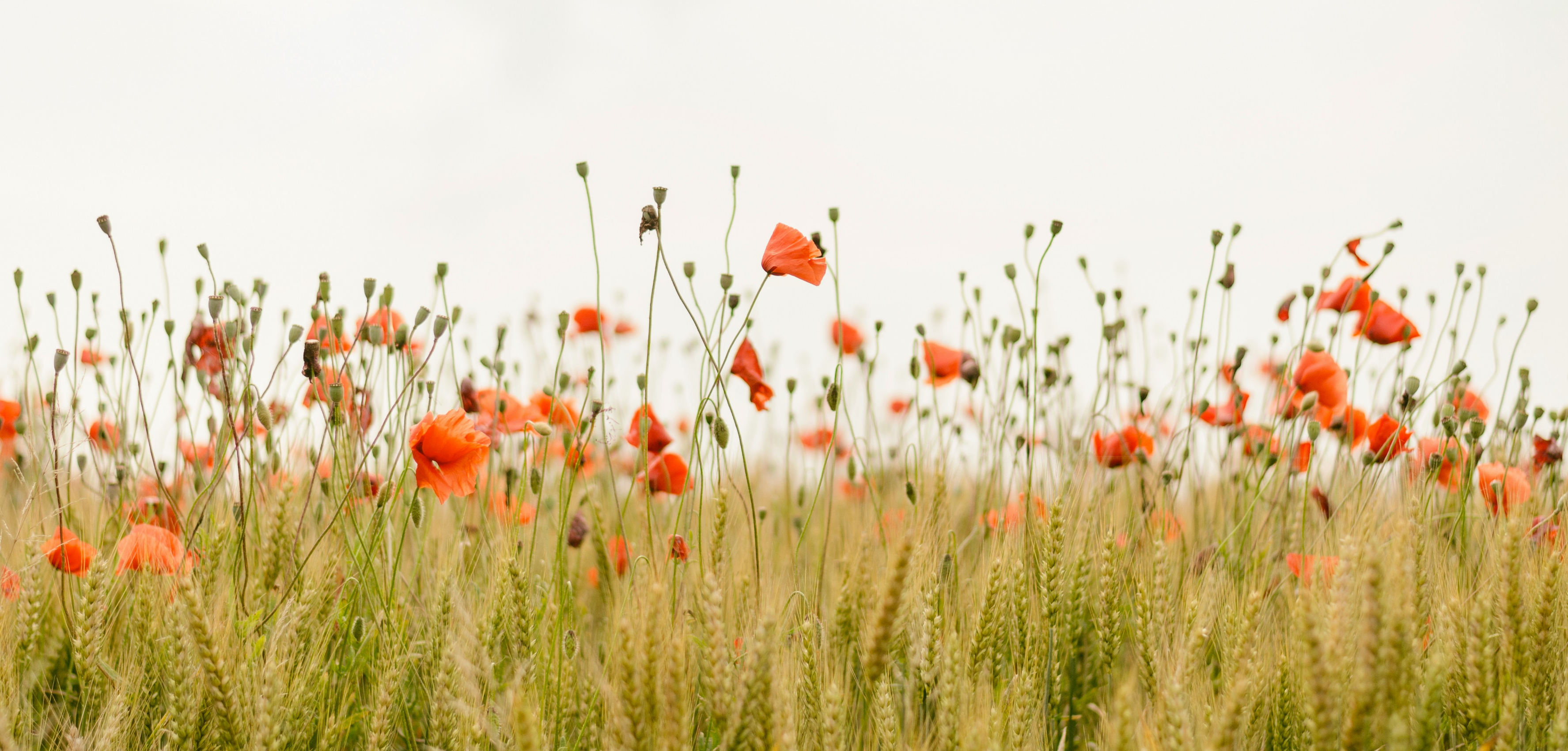 How to Grow Poppies