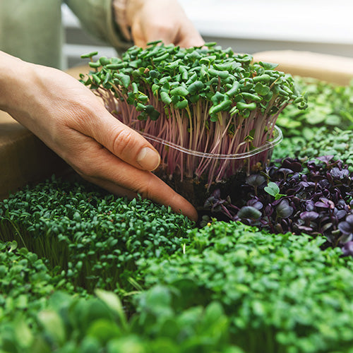 A gardener lifting up some microgreens from a tray containing a selection of different plants.