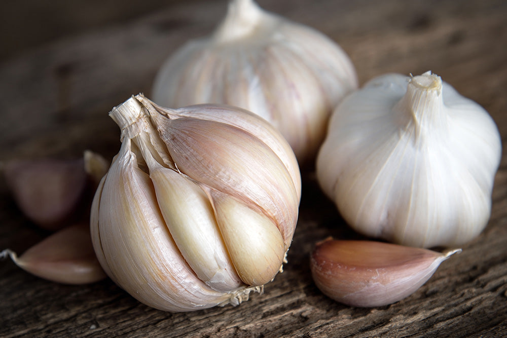 What to Plant in September in the UK: A Complete Guide