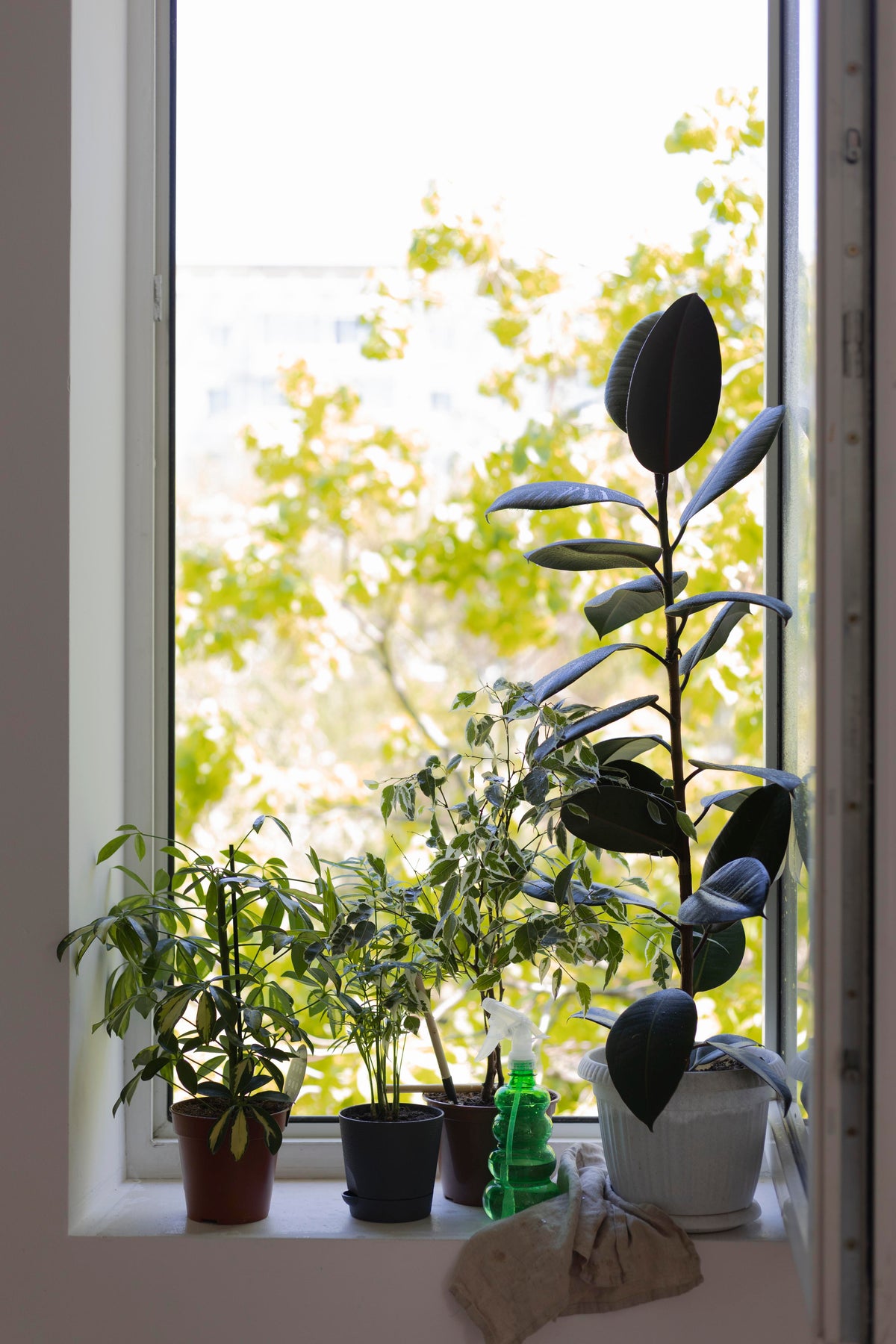 Growing Veg in Small Spaces