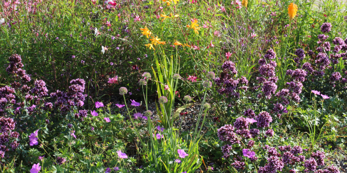 What to do in the garden - August