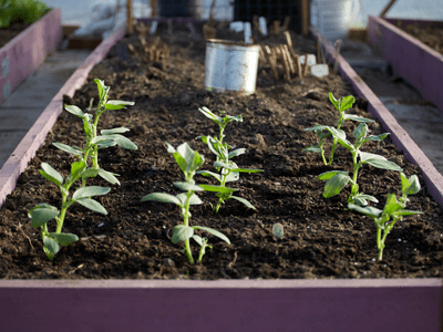 Beginner Guide - Planting From Seed