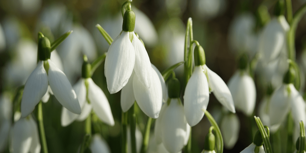 What to do in the garden - February