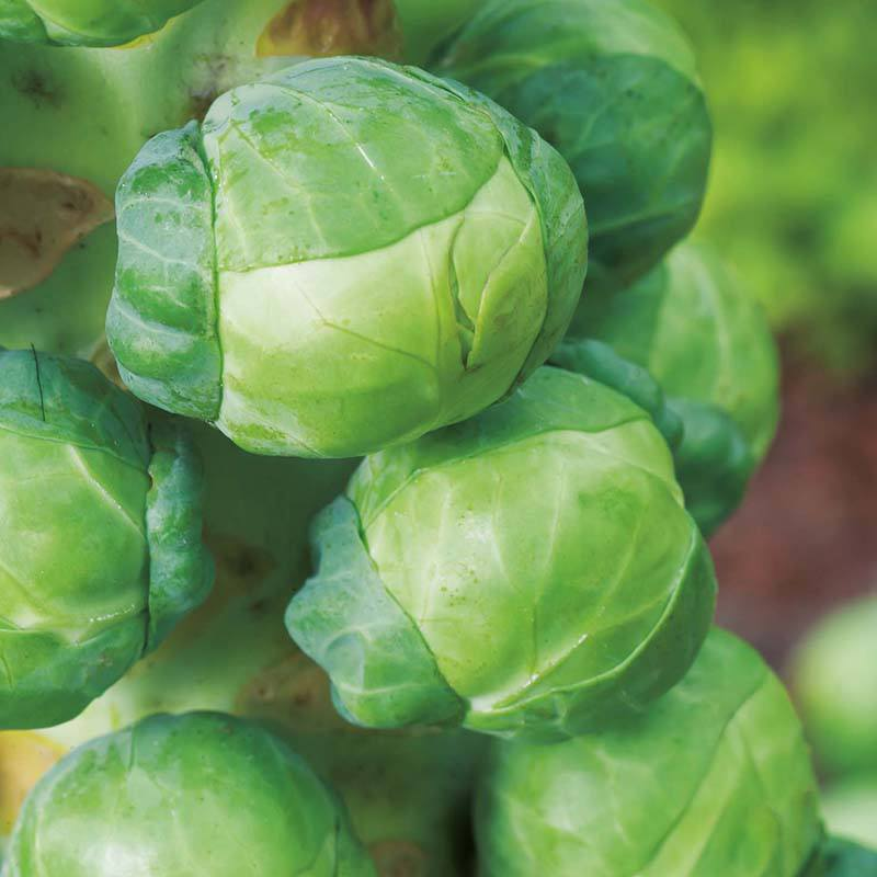 Fothergill's Growing Guide: Brussels Sprouts