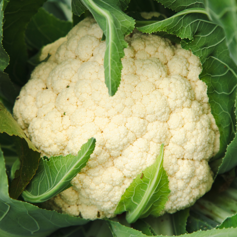 Fothergill's Growing Guide: Cauliflower