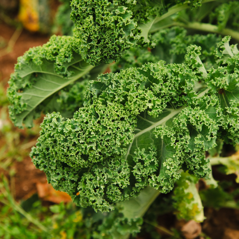 Fothergill's Growing Guide: Kale