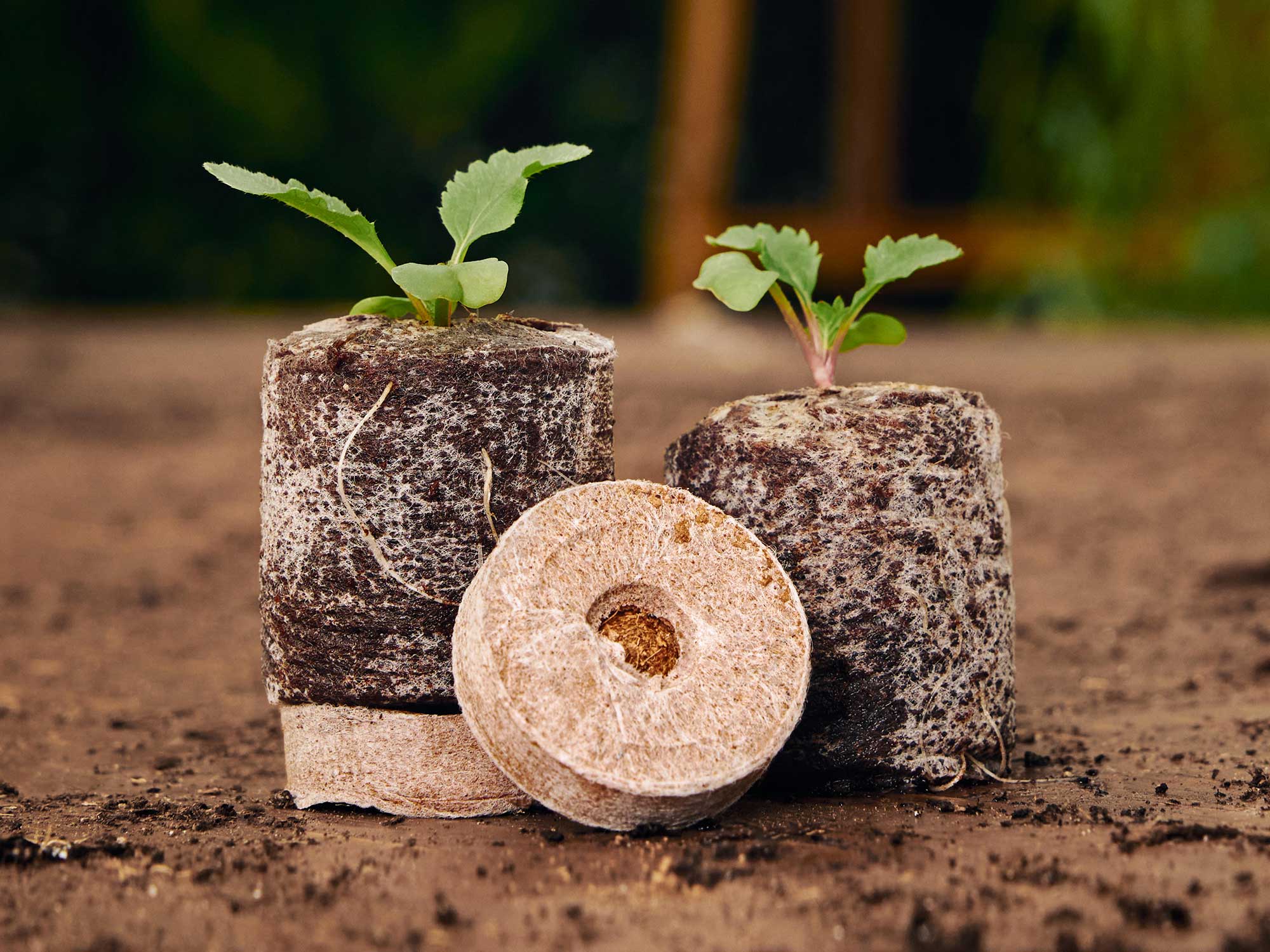 How to Give your Seedlings the Best Start