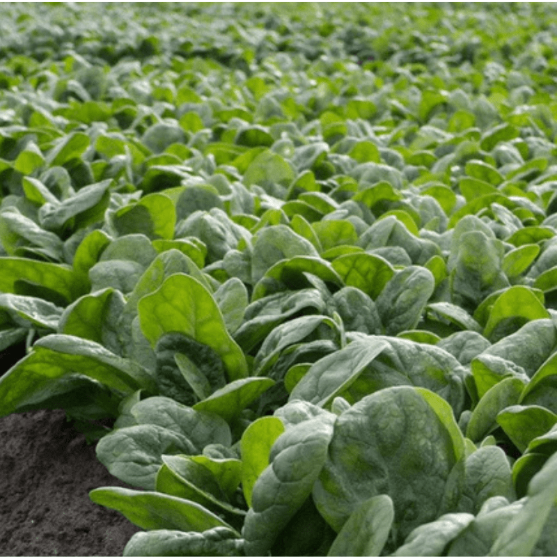 What to Plant in August and Other Gardening Jobs