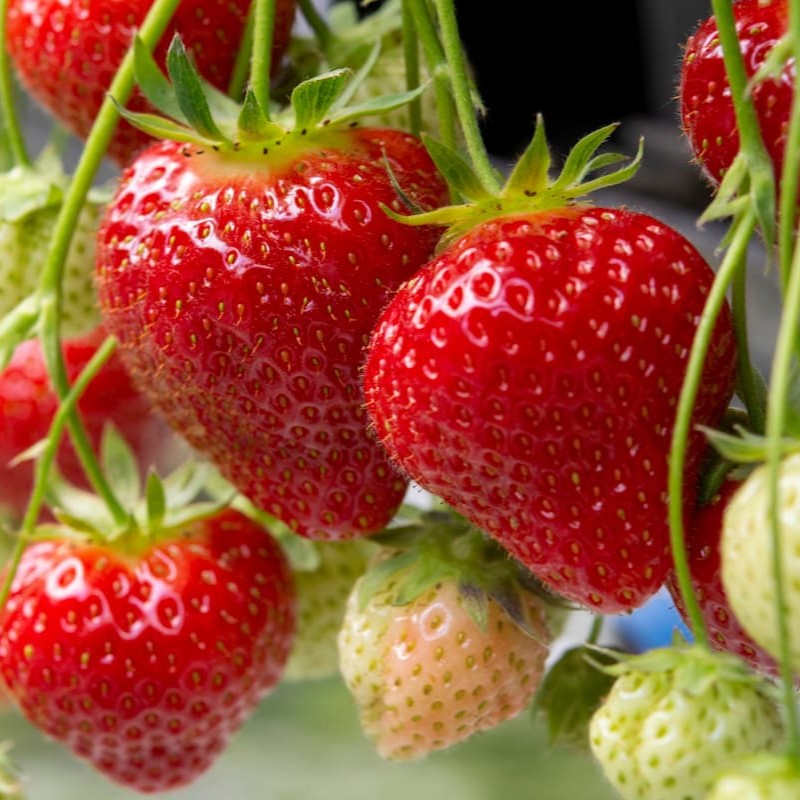How To Grow and Look After Strawberries