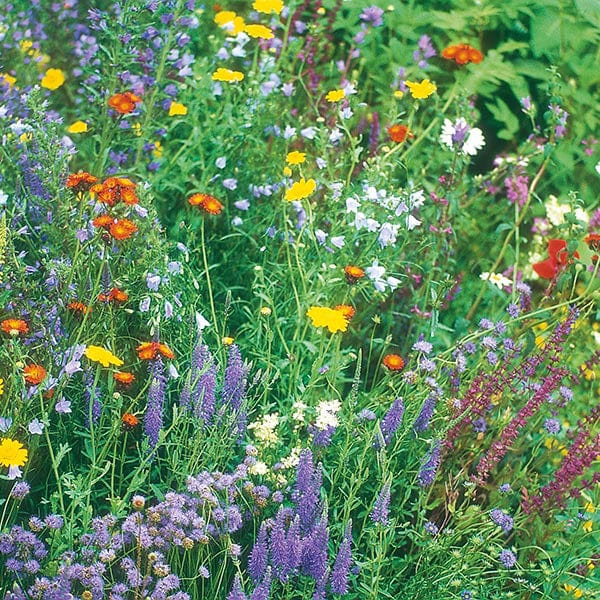 Wildflower Seeds