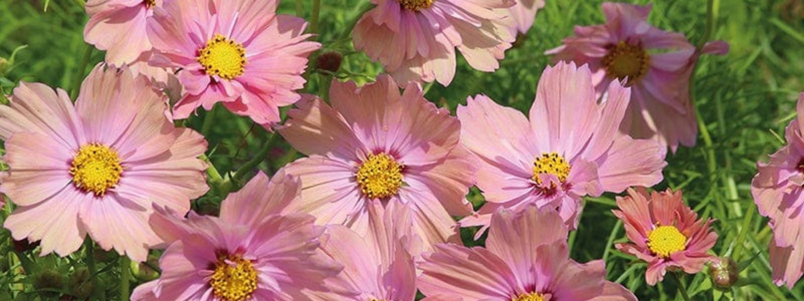 Pink flowers with yellow centers on a green background