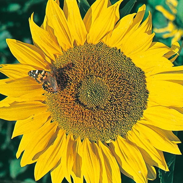 Tall Giant Sunflower Seeds
