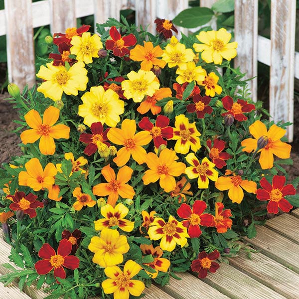 Marigold Seeds