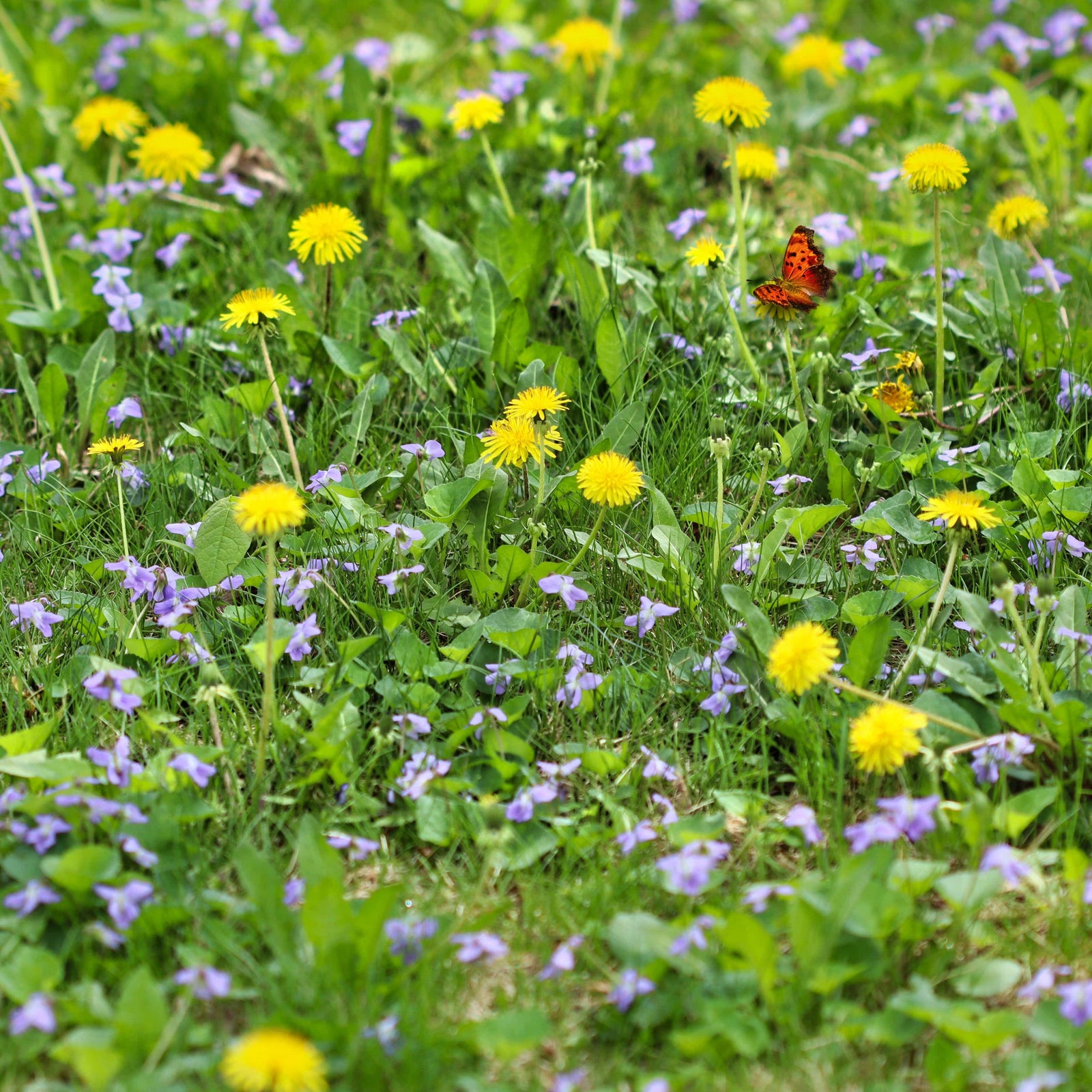 Pollinator-Friendly Plants & Seeds