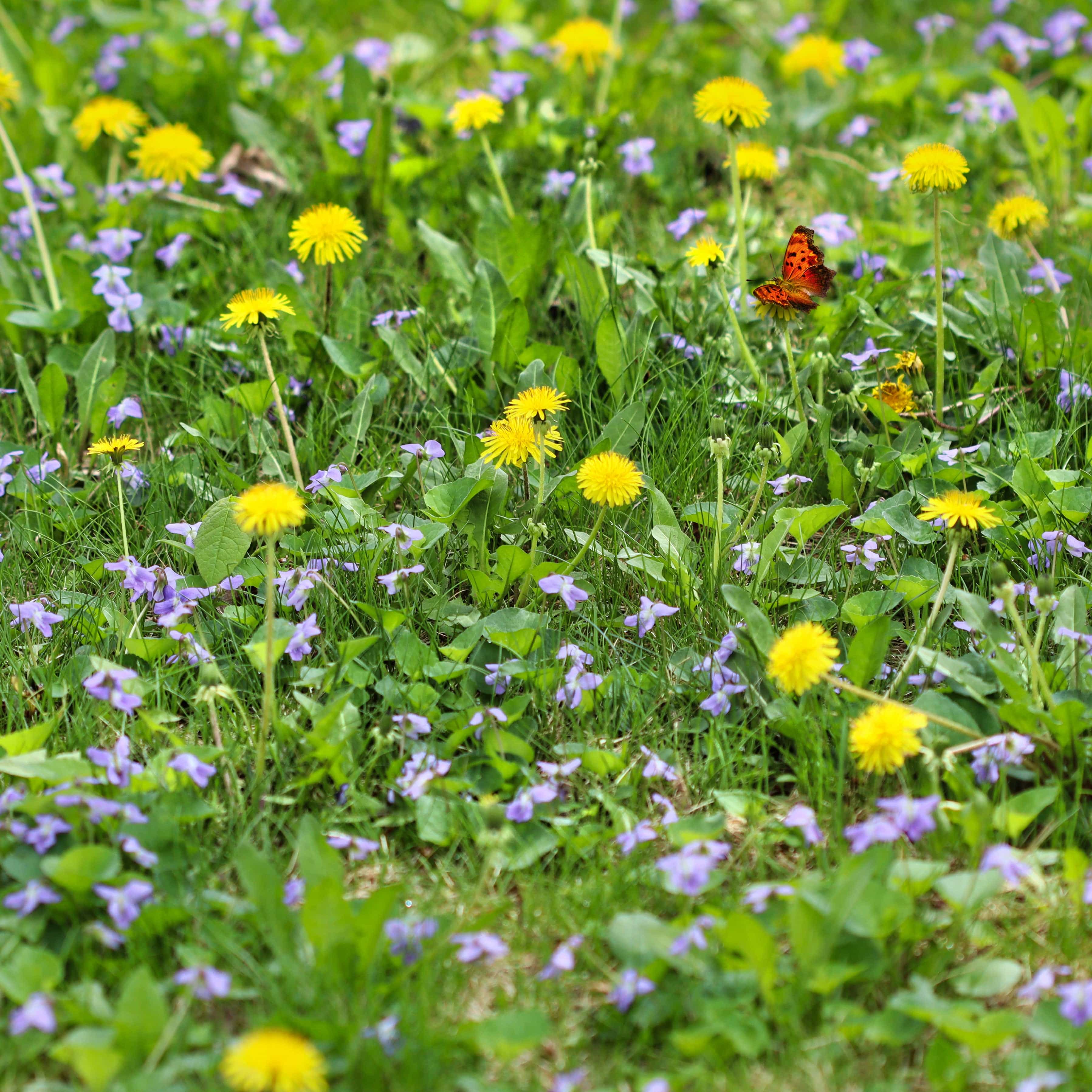 Pollinator-Friendly Plants & Seeds