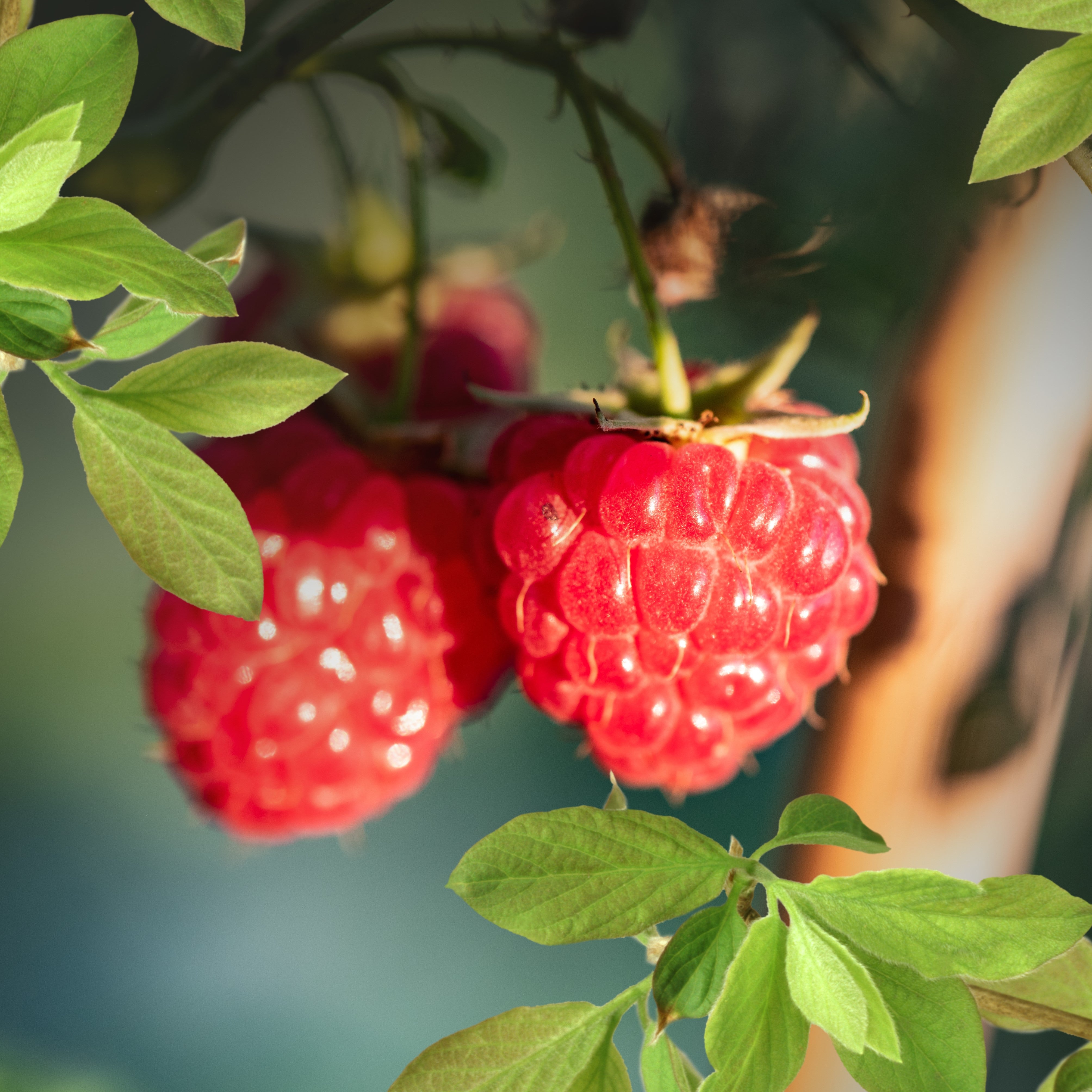 Bare Root Fruit Plants