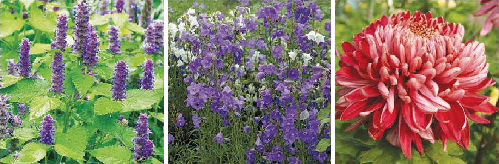 Spring Planting Flower Plants