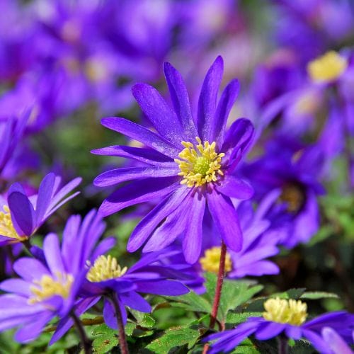 Anemone Bulbs