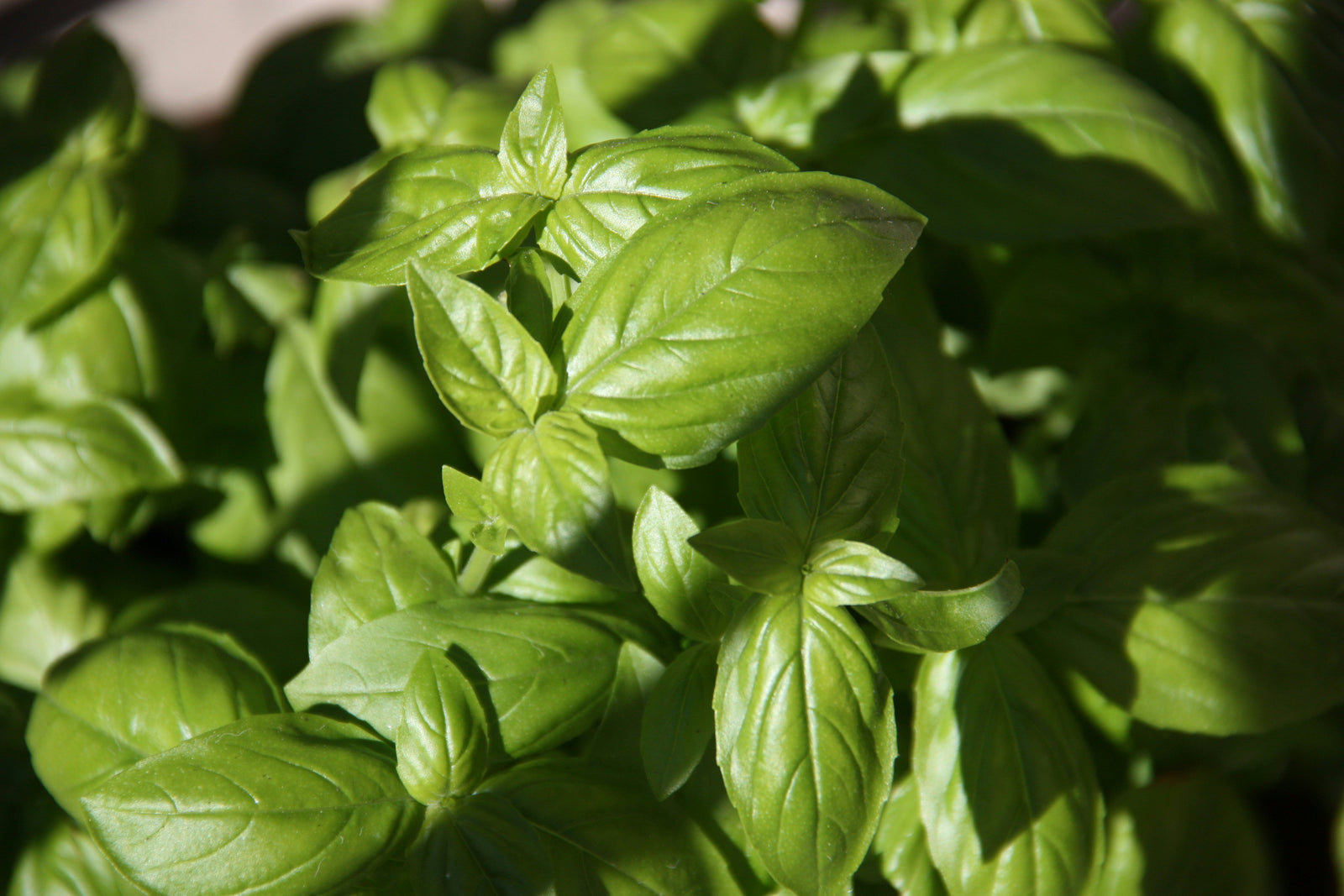 Basil Seeds