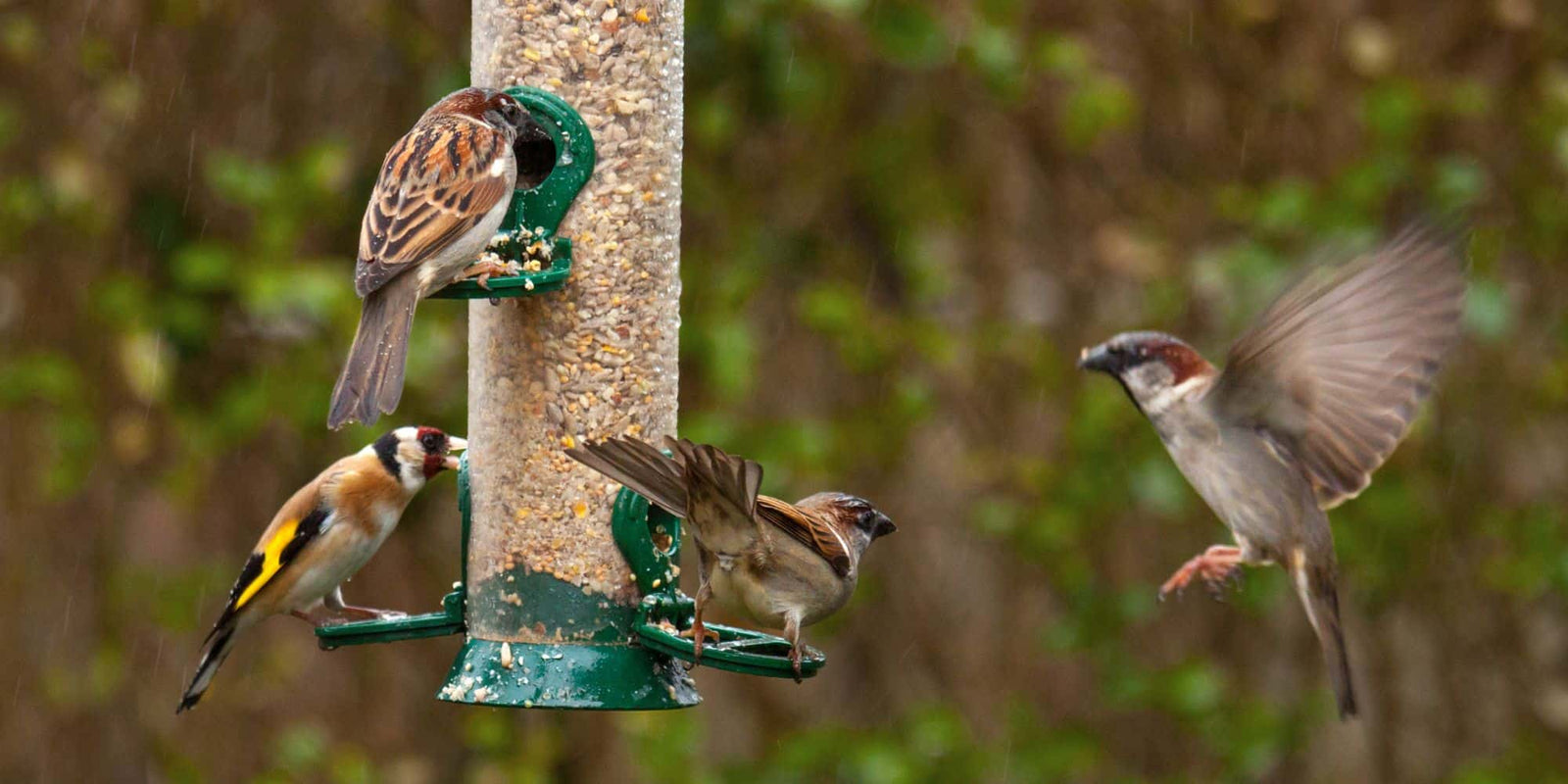 Birds & Wildlife Accessories