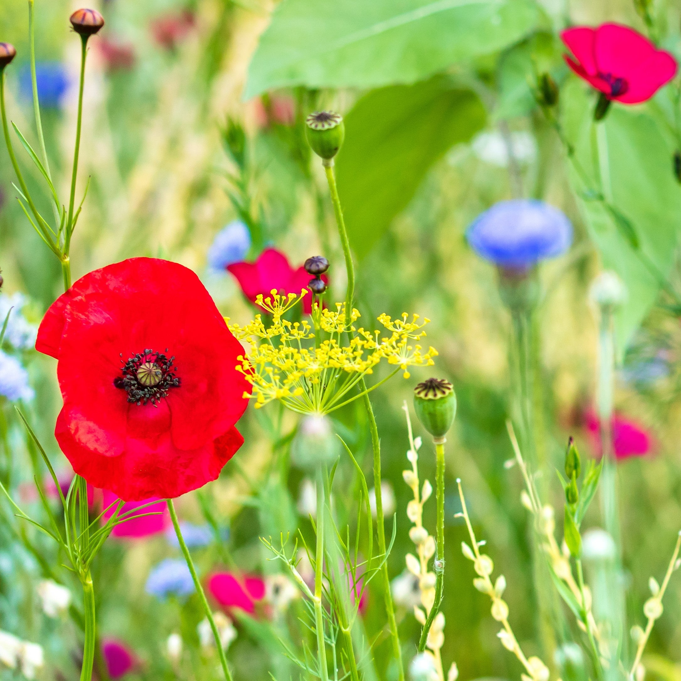 RHS seeds collections