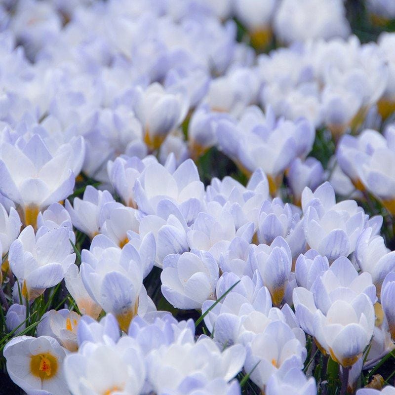 Crocus Bulbs