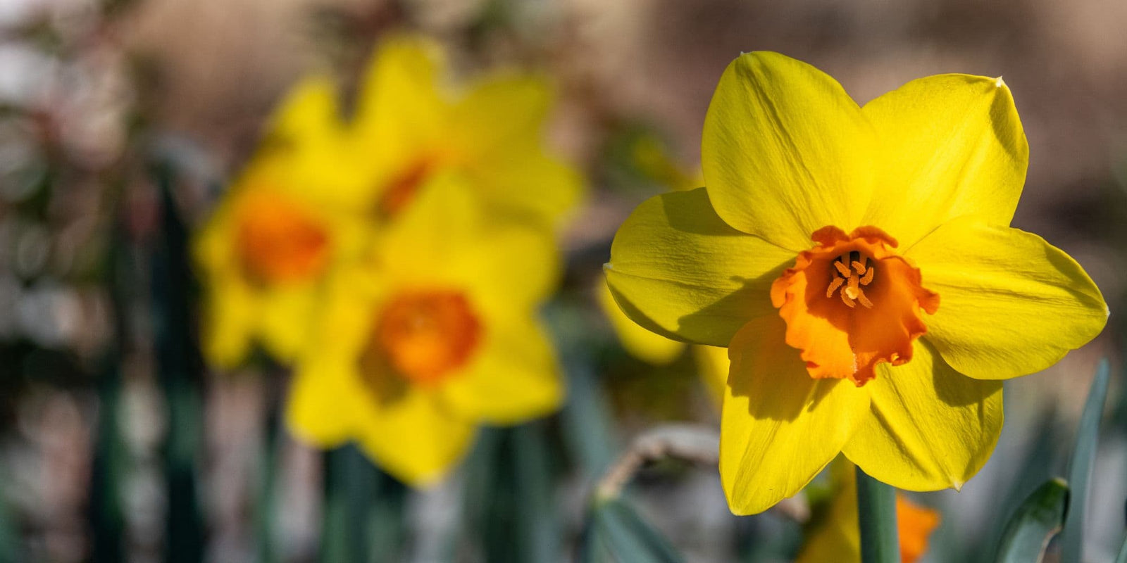 Daffodil & Narcissi Flower Bulbs