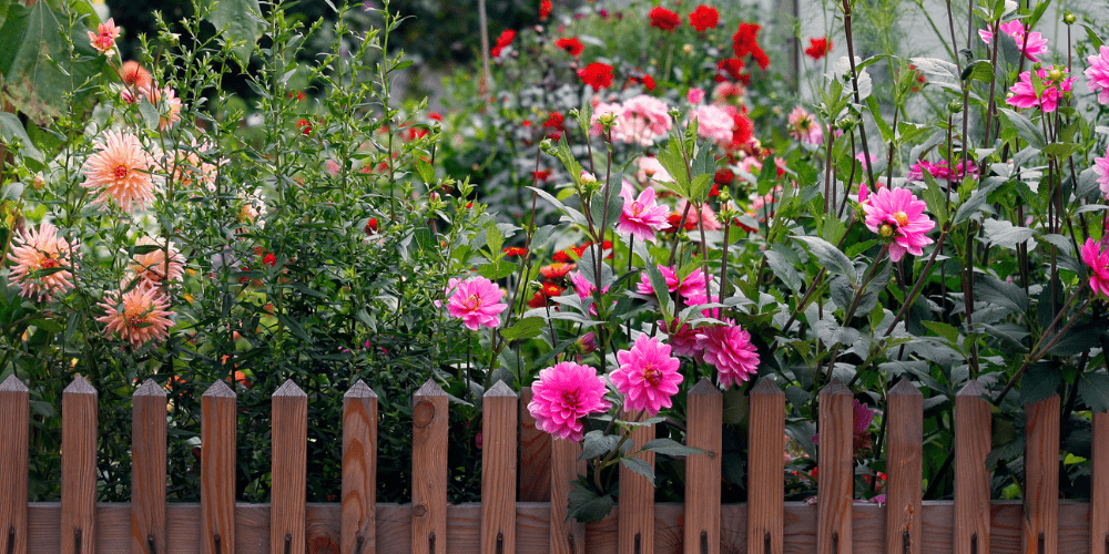 Dahlia Tubers