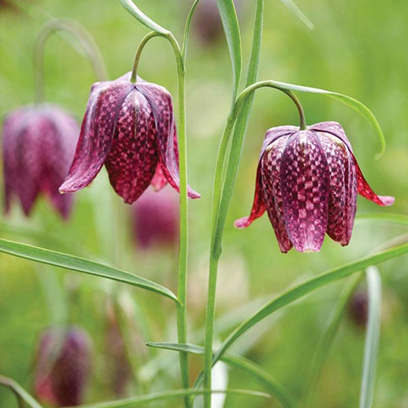 Fritillaria Flower Bulbs