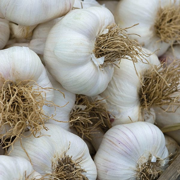 Hardneck Garlic Bulbs