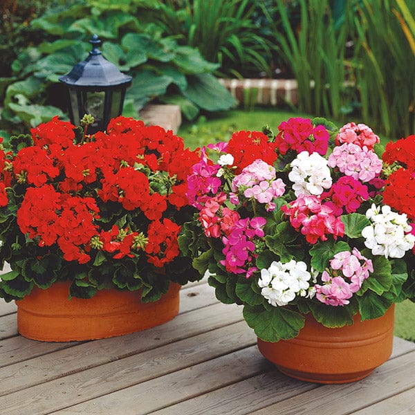 Geranium Seeds