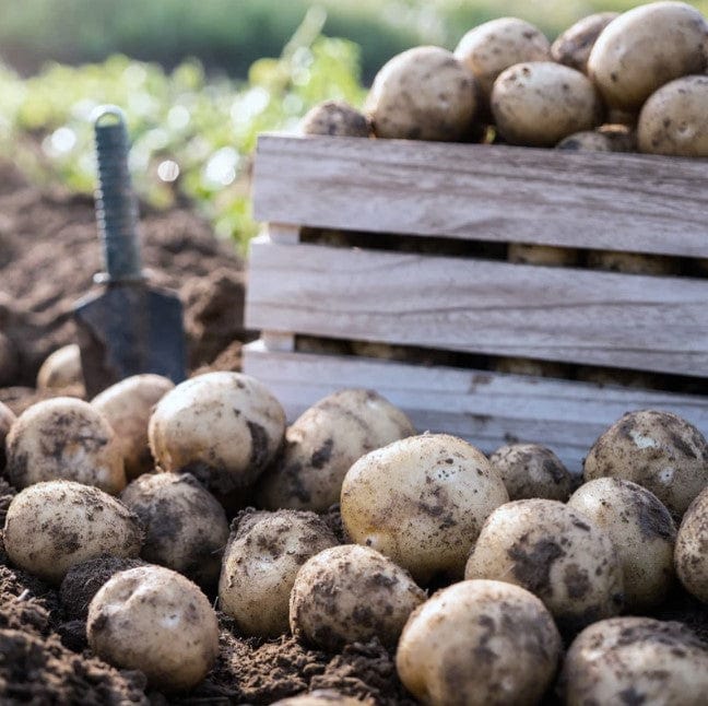 Seed Potato Collections