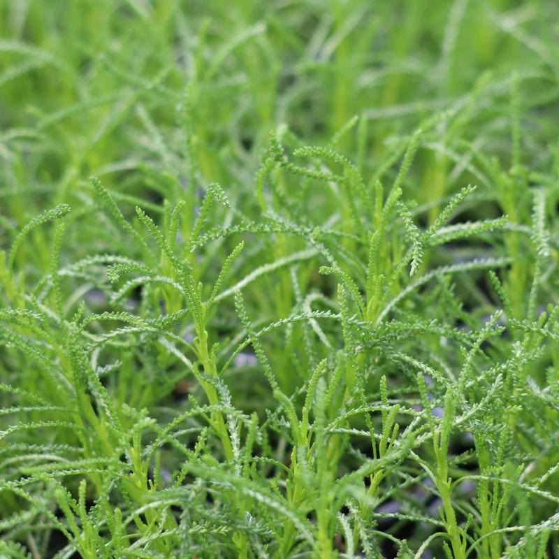 Ornamental Grass Seed