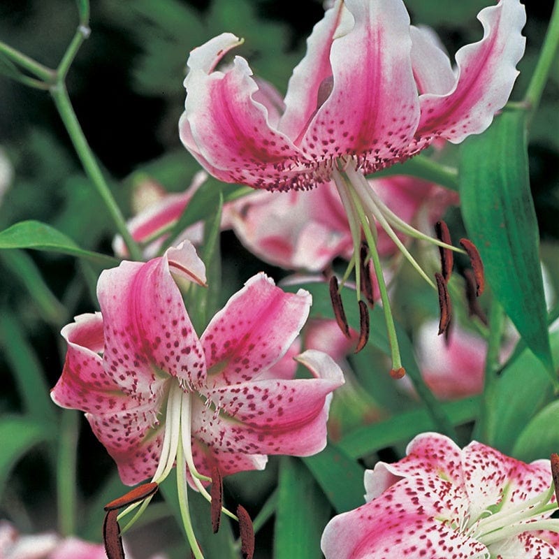 Lily Bulbs