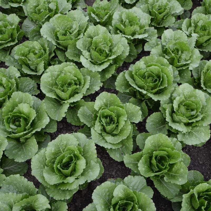 Salad Leaf Seeds