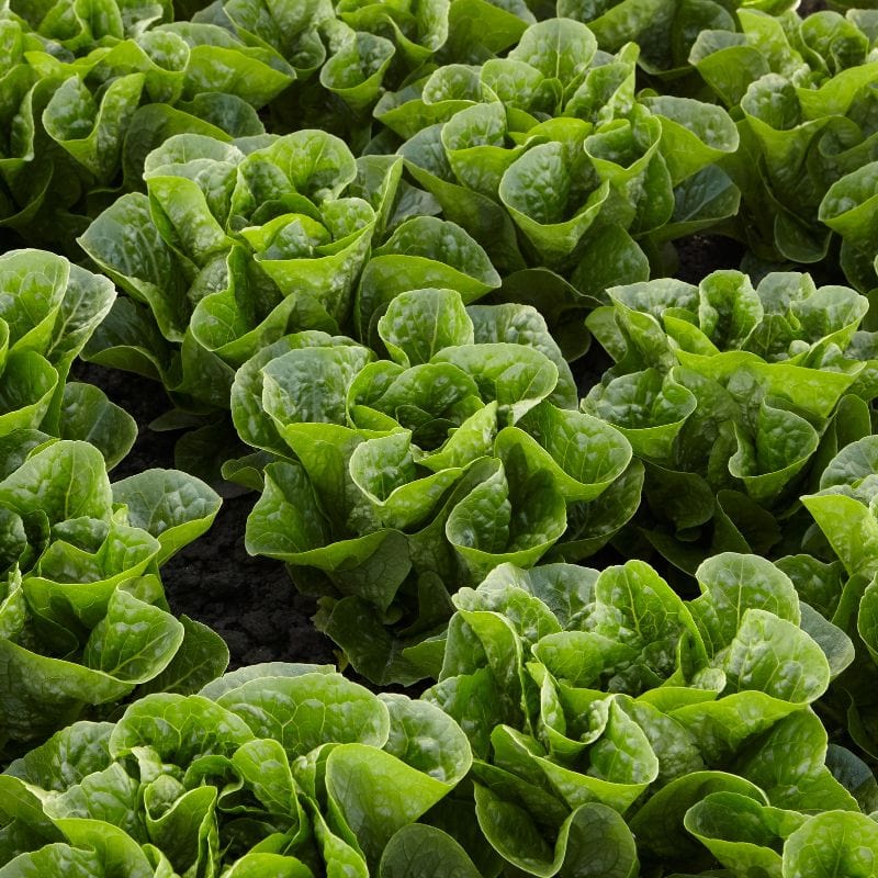 Vegetable Seeds to Sow in Autumn