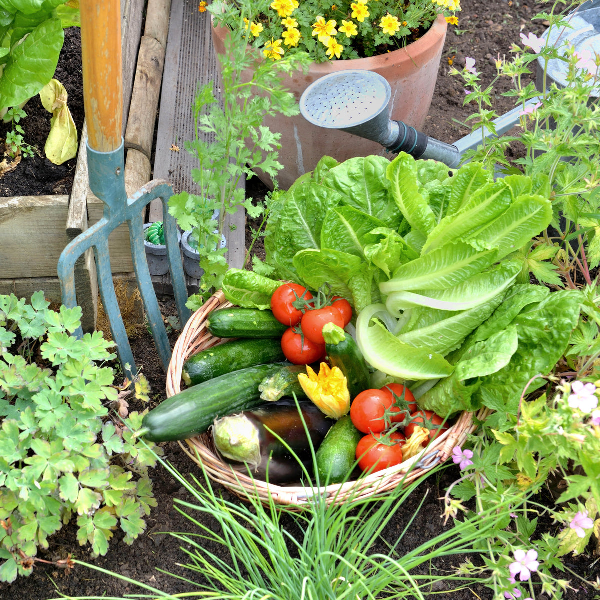 1.49p seeds range