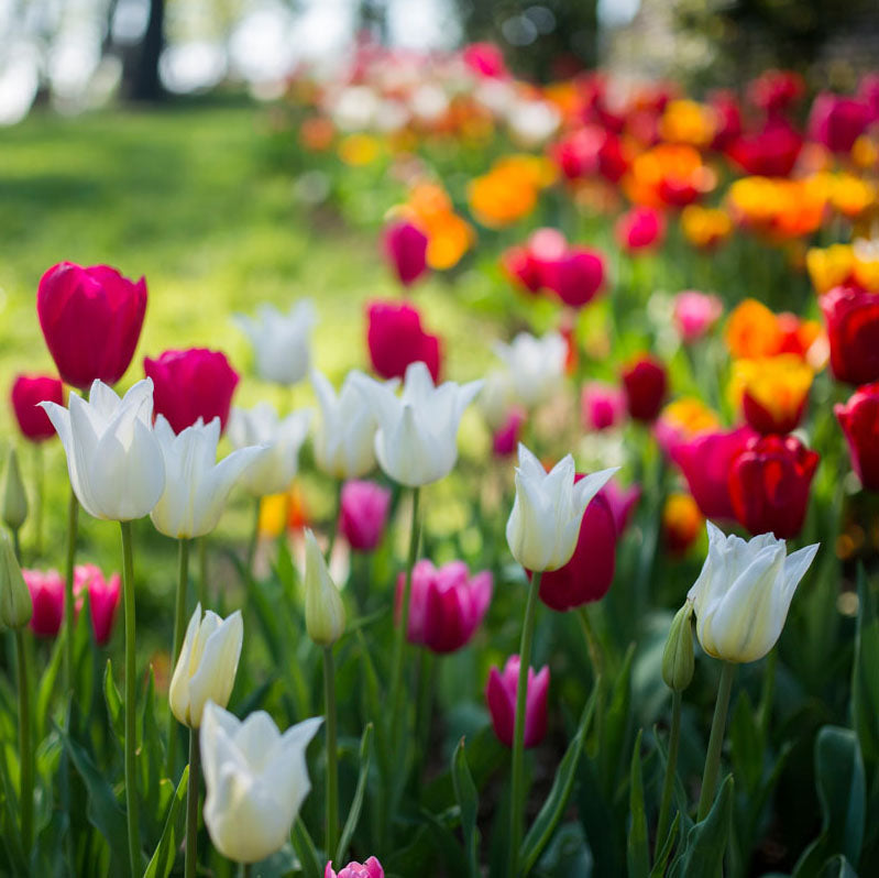 Spring garden on a sunny day. Tulips are the most recognisable flower bulbs 